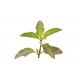 Tulsi Leaves for Sale 50g