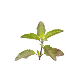 Tulsi Leaves for Sale 50g