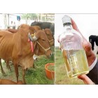 Fresh Cow Urine - Gir 1L