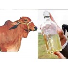 Fresh Cow Urine - Sahiwal