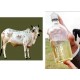 Fresh Cow Urine - Rathi 1L
